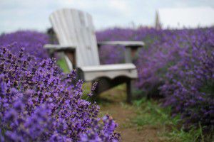 chair-lavender-field-2-1024x685